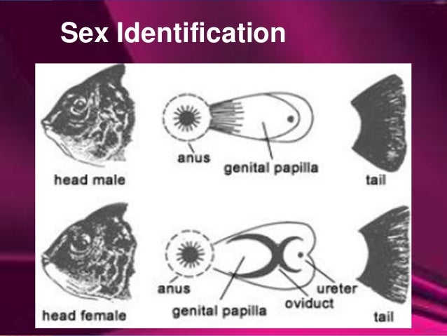 sex of talipia Sex of talipia